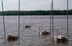 Waterquality-Multiparameter-sonde-Hydrpolab-DS5-Mississippi-Sensoren-670x435