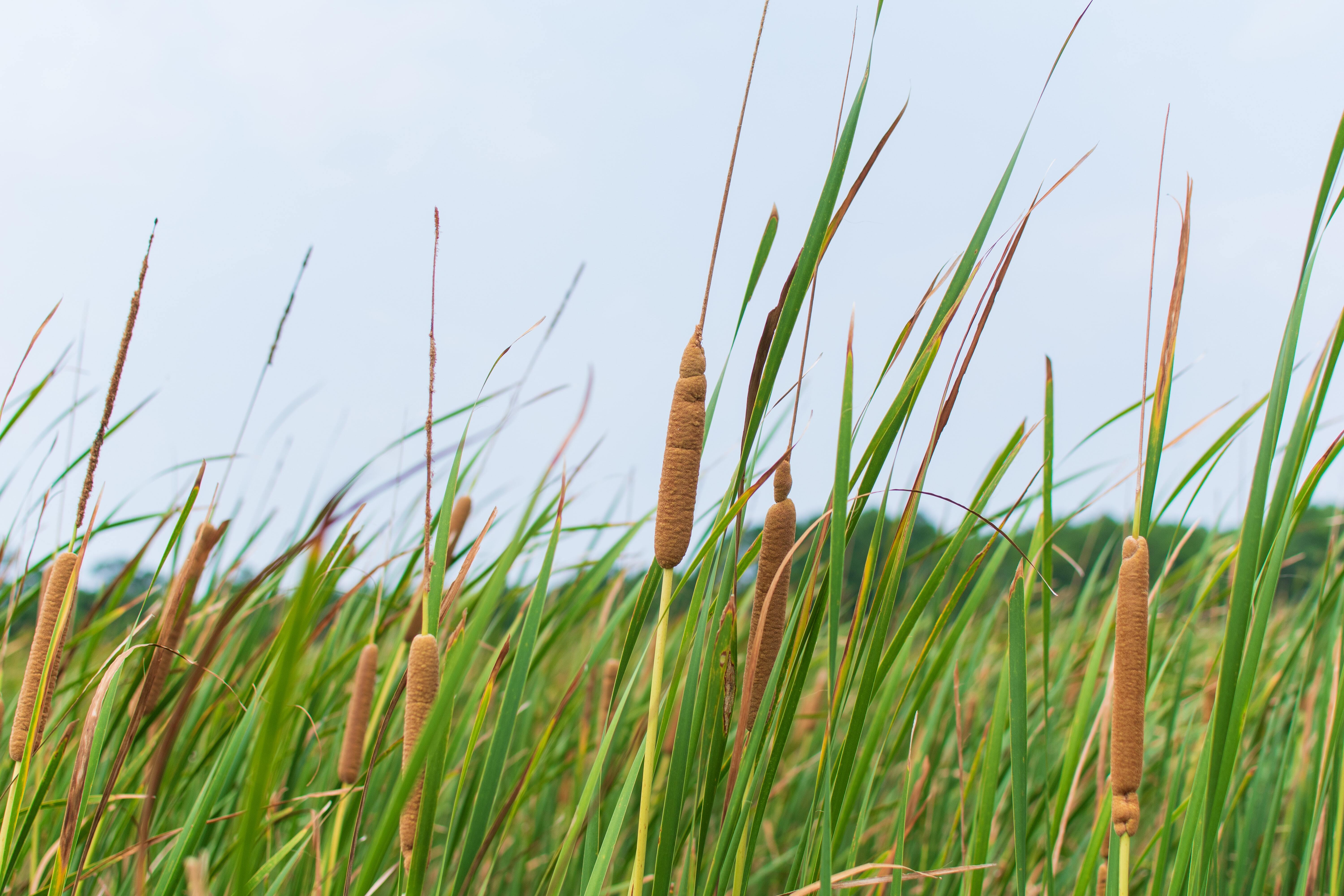 Ott Field Trip: The Wetlands of Louisiana